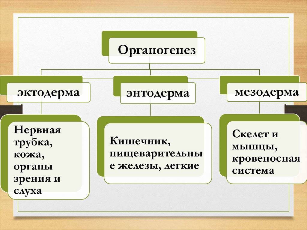 2 типа развития