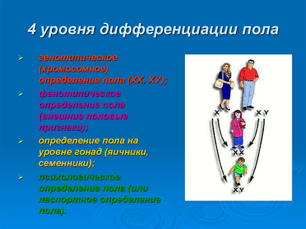 Уровни с полом. Уровни половой дифференциации. Уровни дифференциации пола в развитии. Дифференциация признаков пола. Дифференциация пола у человека.