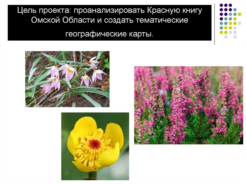Растения омской области занесенные в красную книгу