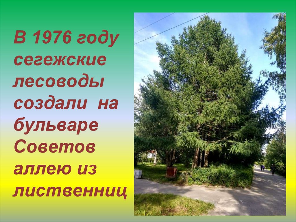Зеленый наряд бульвара Советов - презентация онлайн