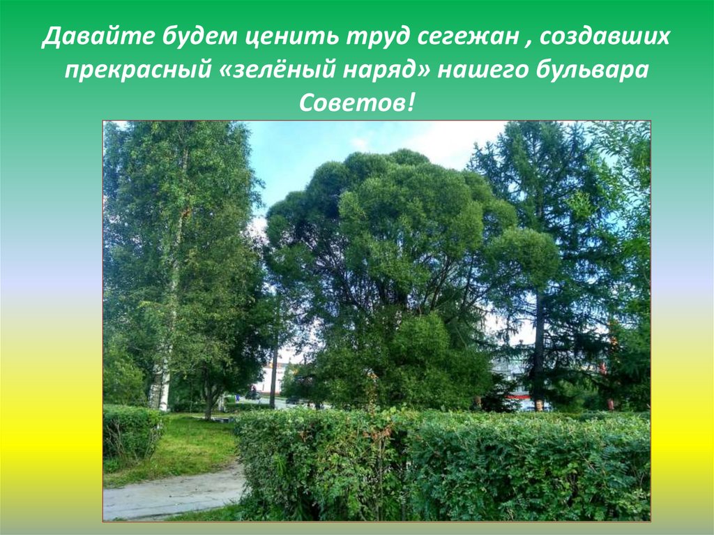 Давайте будем ценить труд сегежан , создавших прекрасный «зелёный наряд» нашего бульвара Советов!
