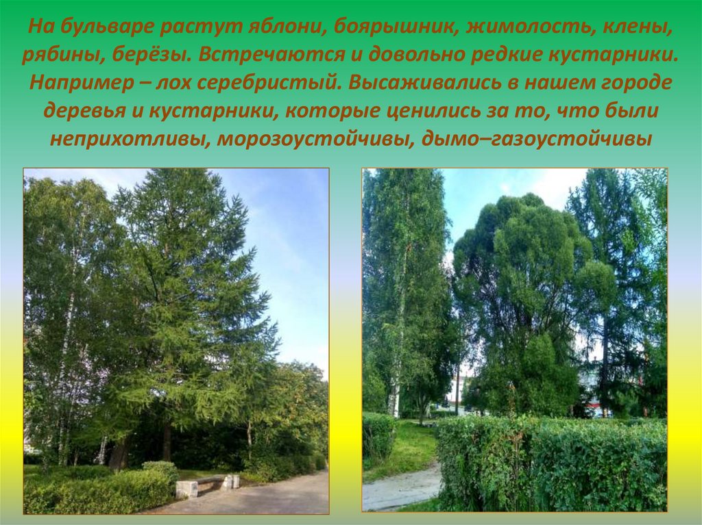 На бульваре растут яблони, боярышник, жимолость, клены, рябины, берёзы. Встречаются и довольно редкие кустарники. Например –