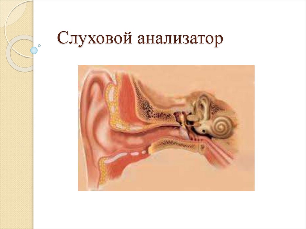 Слуховой анализатор презентация