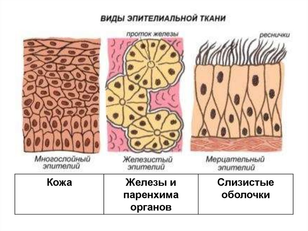 Эпителиальная ткань картинки