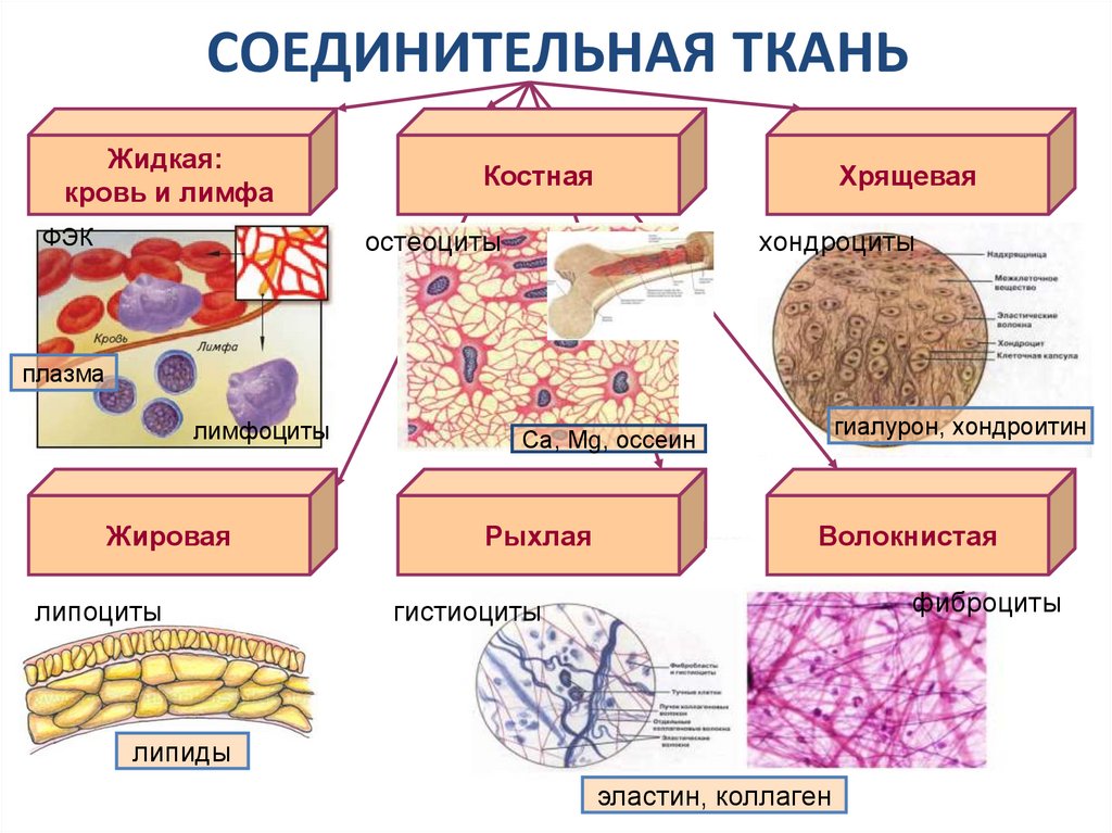 Жидкая соединительная ткань