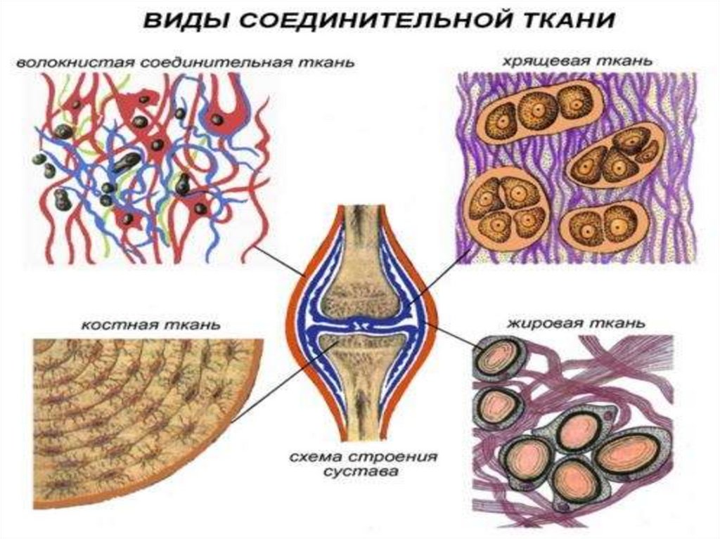 Какие органы входят в соединительную ткань