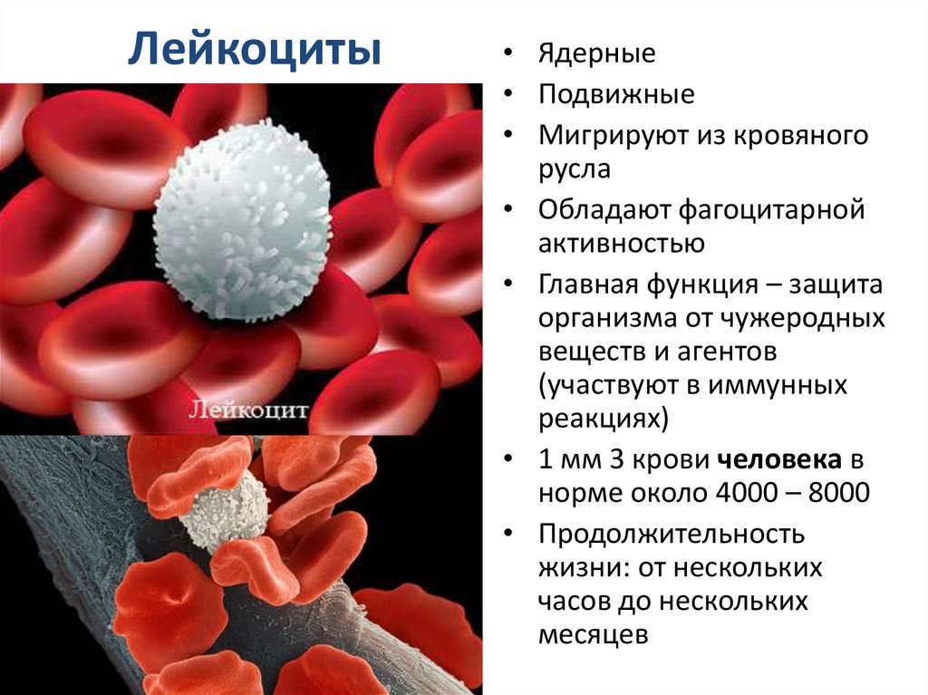 Изменения лейкоцитов в крови