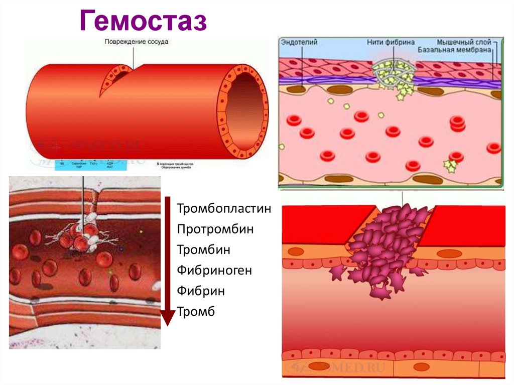 Гемостаз это. Фибриноген фибрин тромб. Гемостаз.