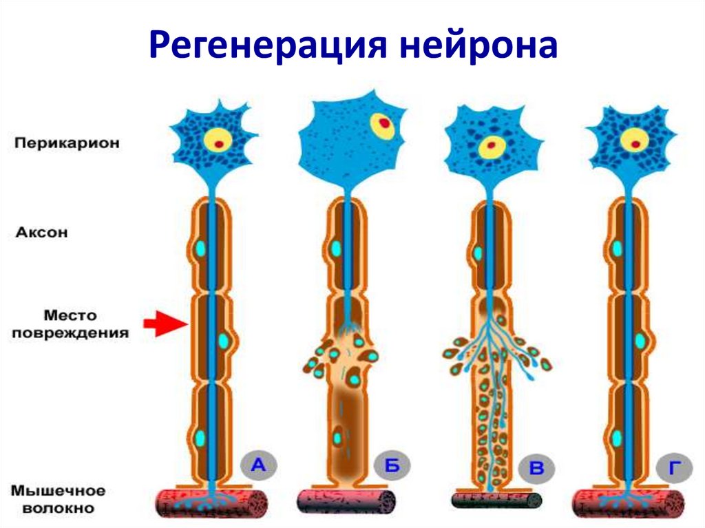 Схема регенерации нейрона