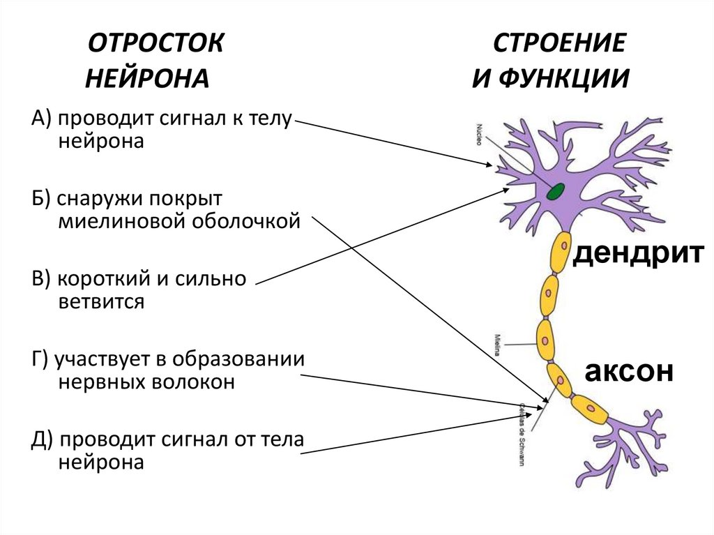 Как называется короткий нейрона