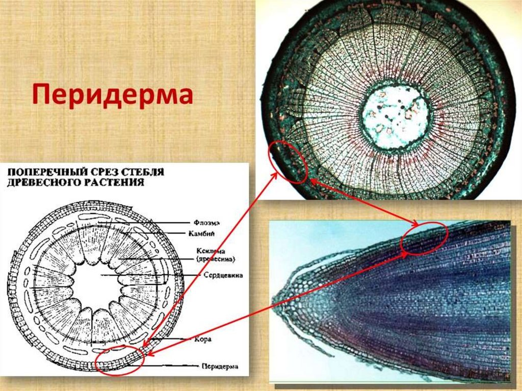 Вторичная ткань. Поперечный срез стебля бузины. Перидерма ботаника. Поперечный срез перидермы стебля бузины. Поперечный срез ветки бузины.