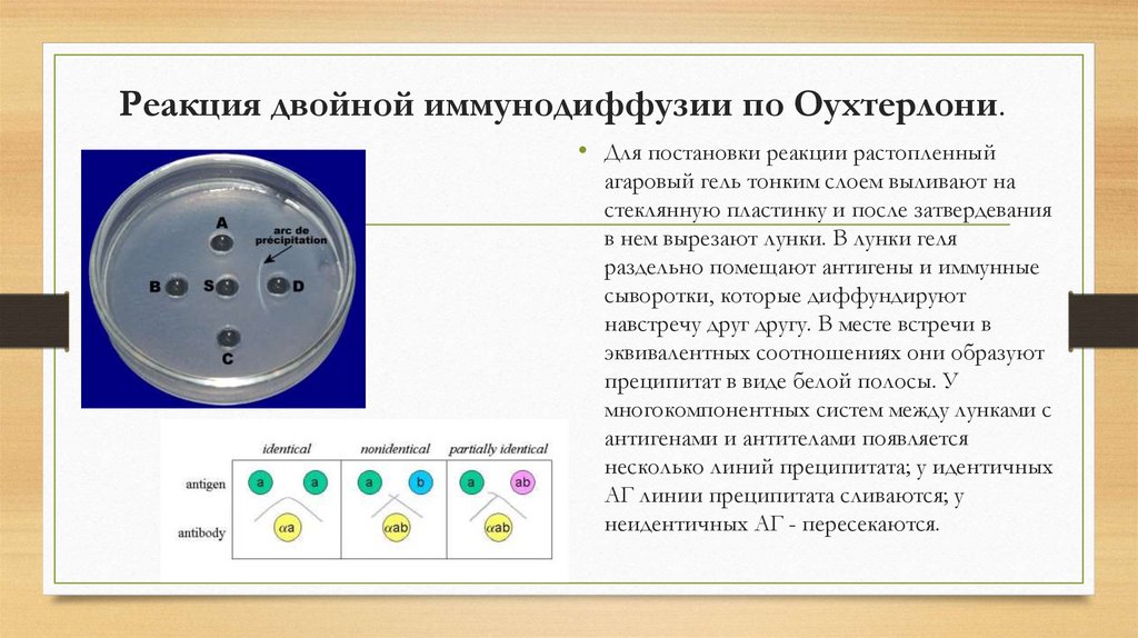 Реакция преципитации презентация