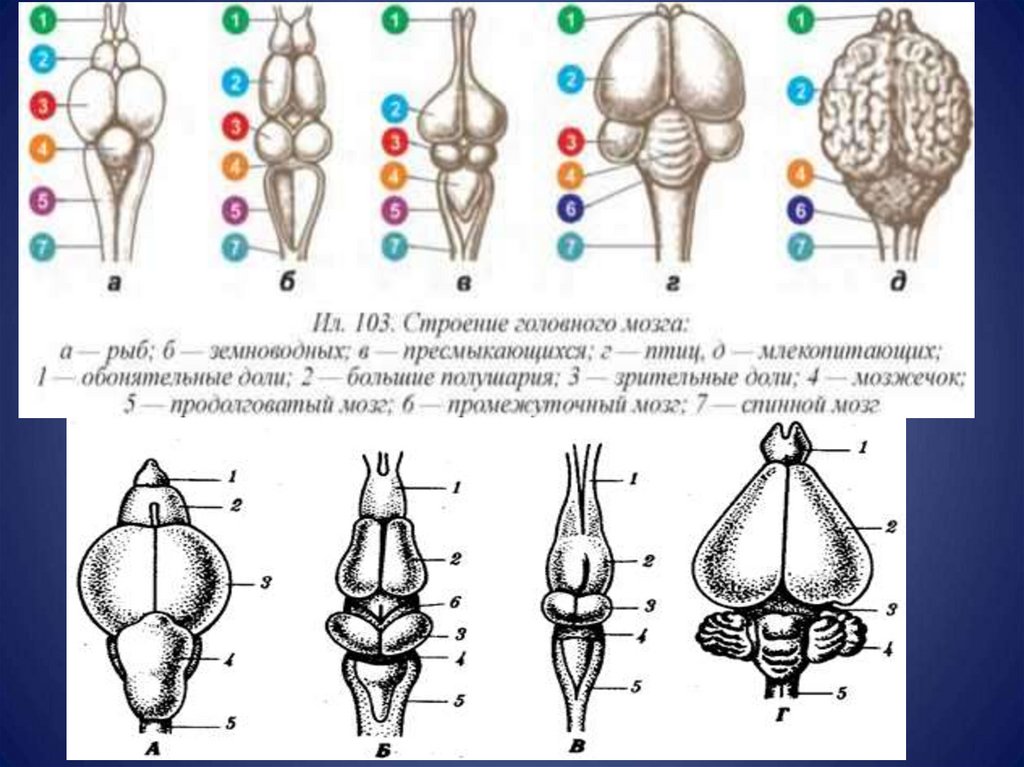 Эволюция нервной системы презентация 7 класс