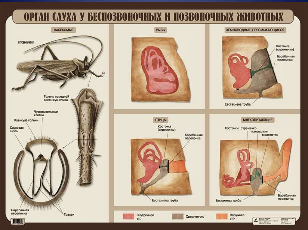 Эволюция систем органов животных презентация