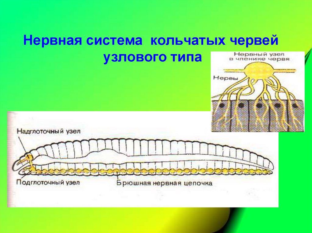 Развитие нервной системы трубчатого типа