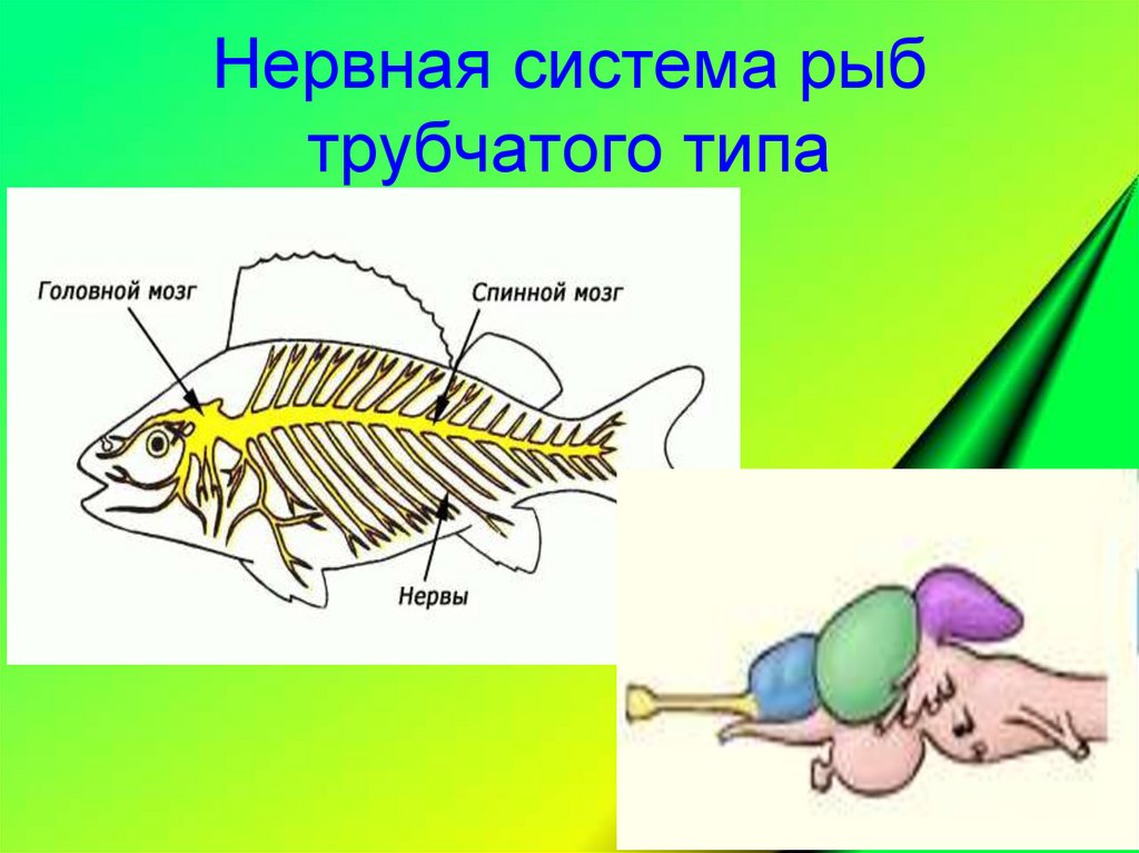 Эволюция нервной системы презентация 7 класс