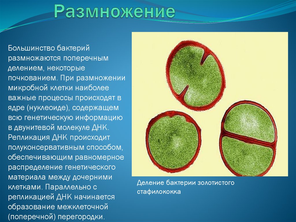 Деление клеток прокариот. Размножение болезнетворных бактерий. Бактерии которые размножаются делением. Размножение бактерий происходит. Большинство бактерий размножаются.