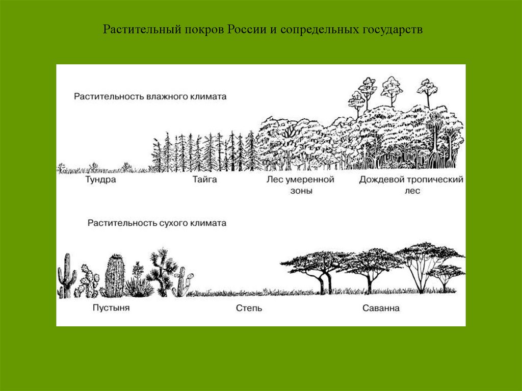 Растительное сообщество рисунок. Ярусы растительности. Растительные сообщества схема. Структура растительного сообщества.