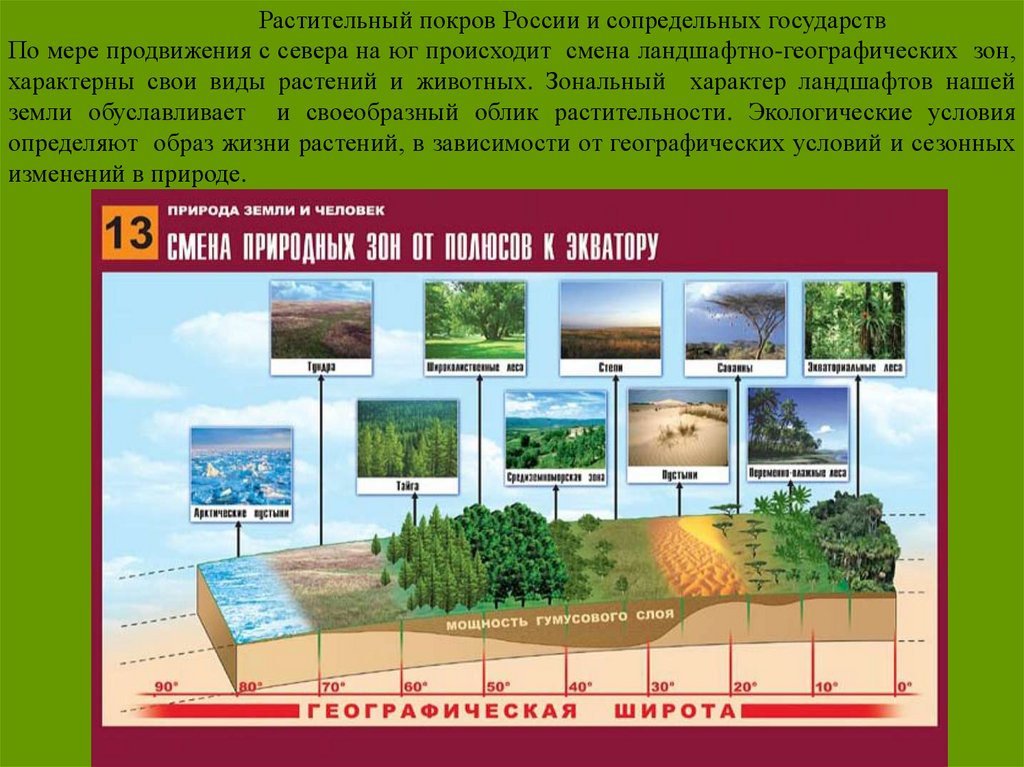 Приведите примеры типичных растений для представленных на рисунке типов растительного покрова