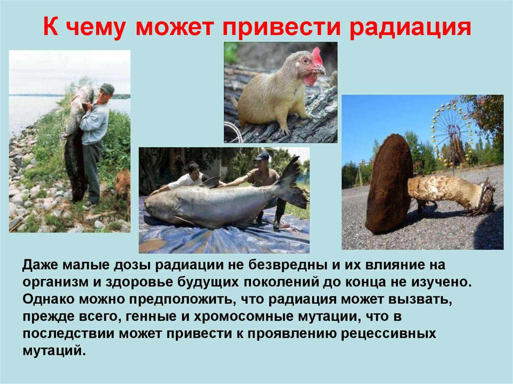 Действие радиоактивных излучений на живые организмы презентация
