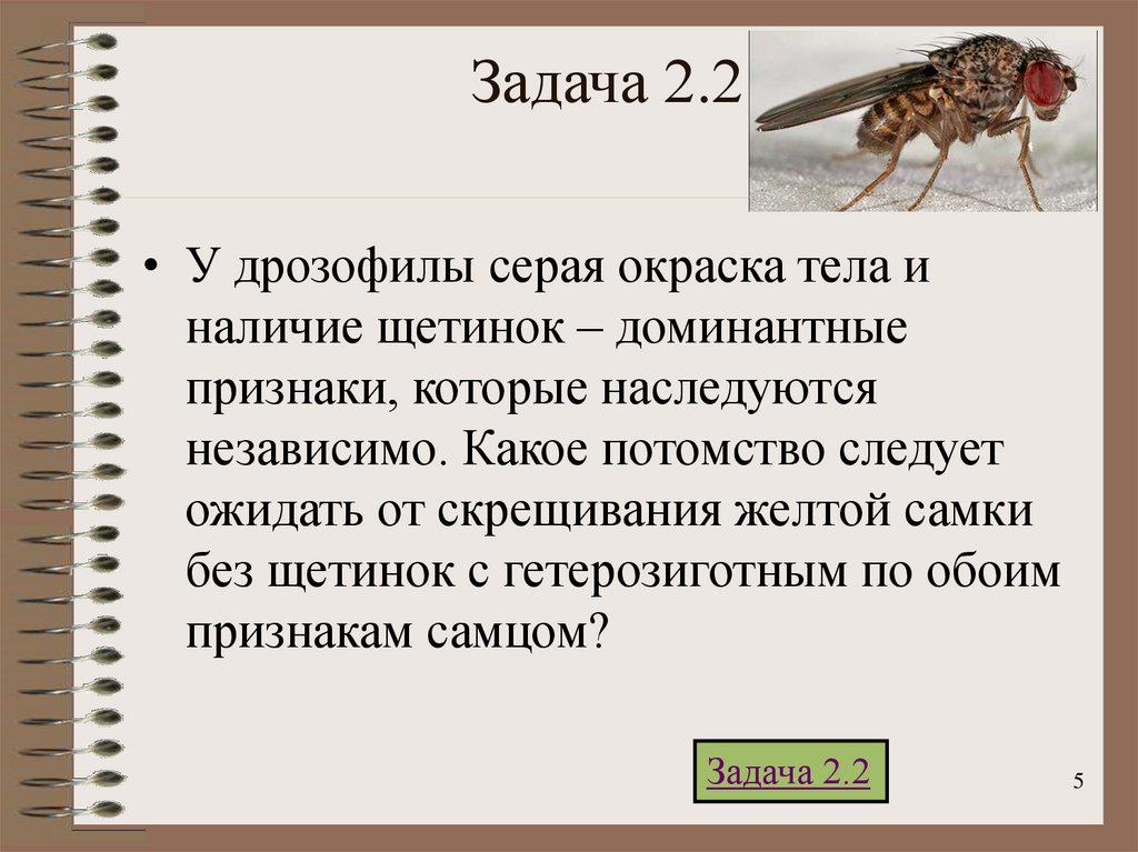 Признаки дрозофилы. У дрозофилы серая окраска тела и наличие щетинок доминантные. У дрозофилы серая окраска тела и наличие щетинок. Задачи с дрозофилами. У дрозофил серая окраска тела и наличие щетинок доминантные признаки.