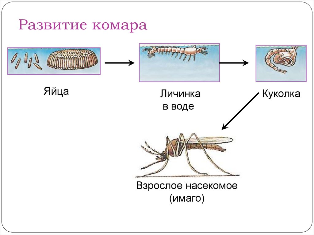 Яйца личинки куколки. Тип развития комара. Схема развития комара. Стадии развития комара в картинках. Обыкновенный комар Тип развития.