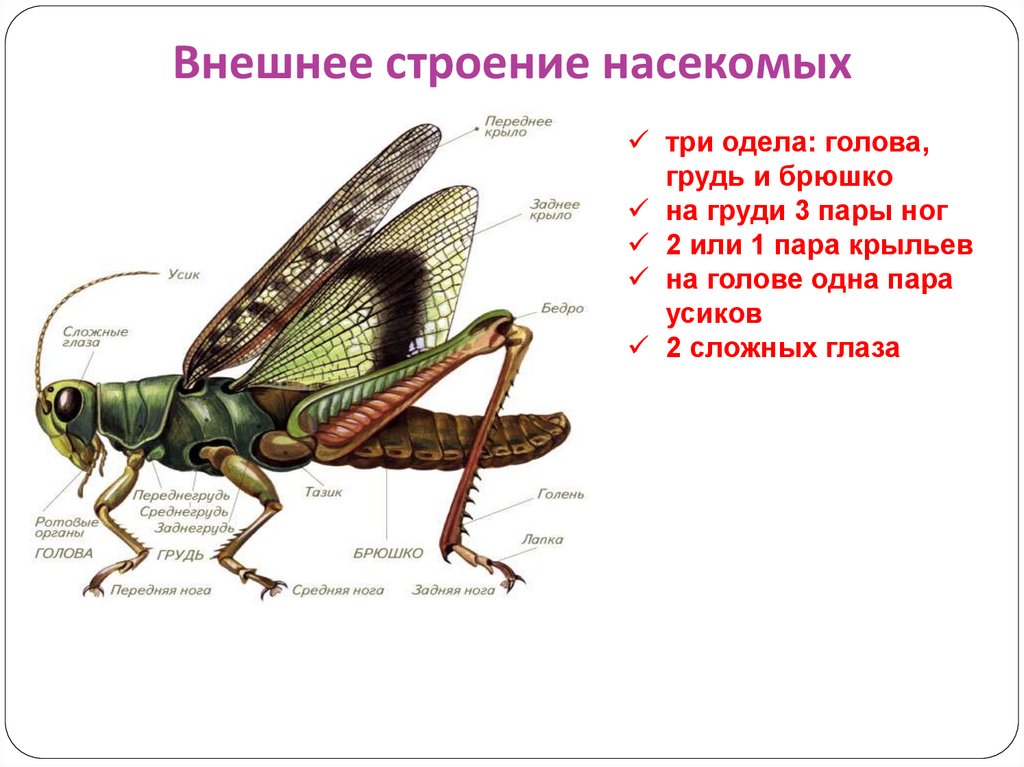 Членистоногие насекомые строение