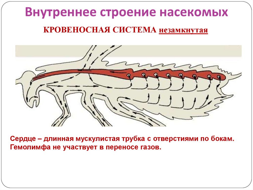 Нервная система насекомых презентация