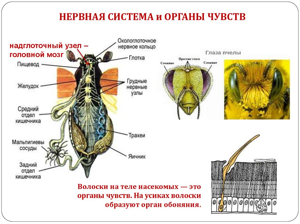 Нервная система насекомых