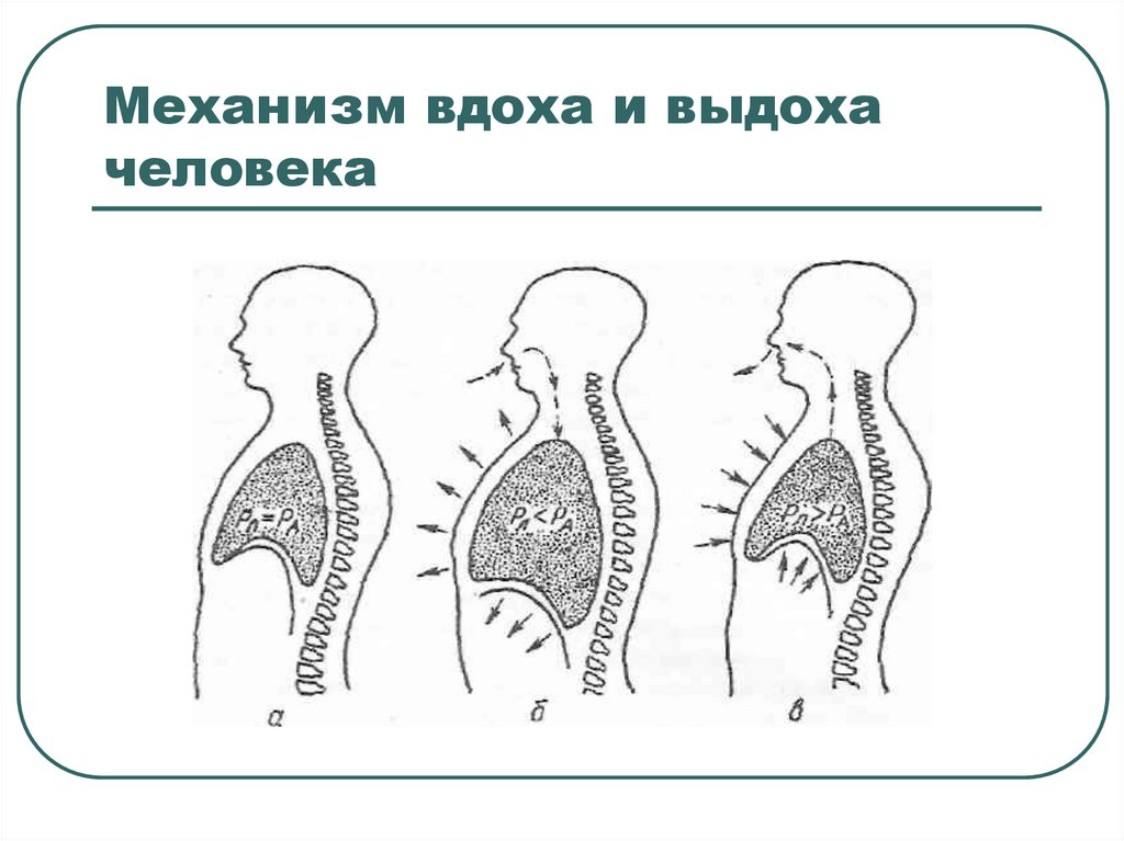 Механизм вдоха и выдоха презентация