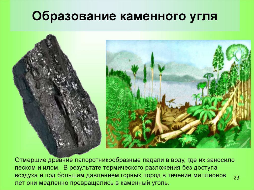 Образование каменного угля 5. Образование каменного угля. Как образовался каменный уголь. Формирование каменного угля. Откуда образовался каменный уголь.