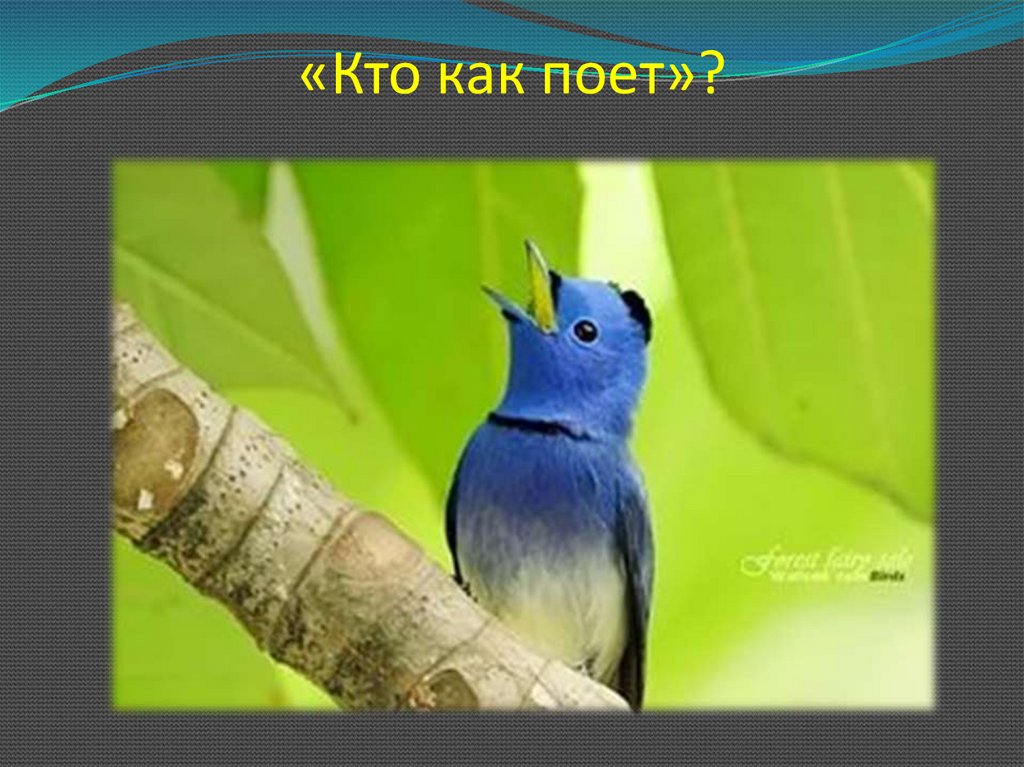 «Кто как поет»?