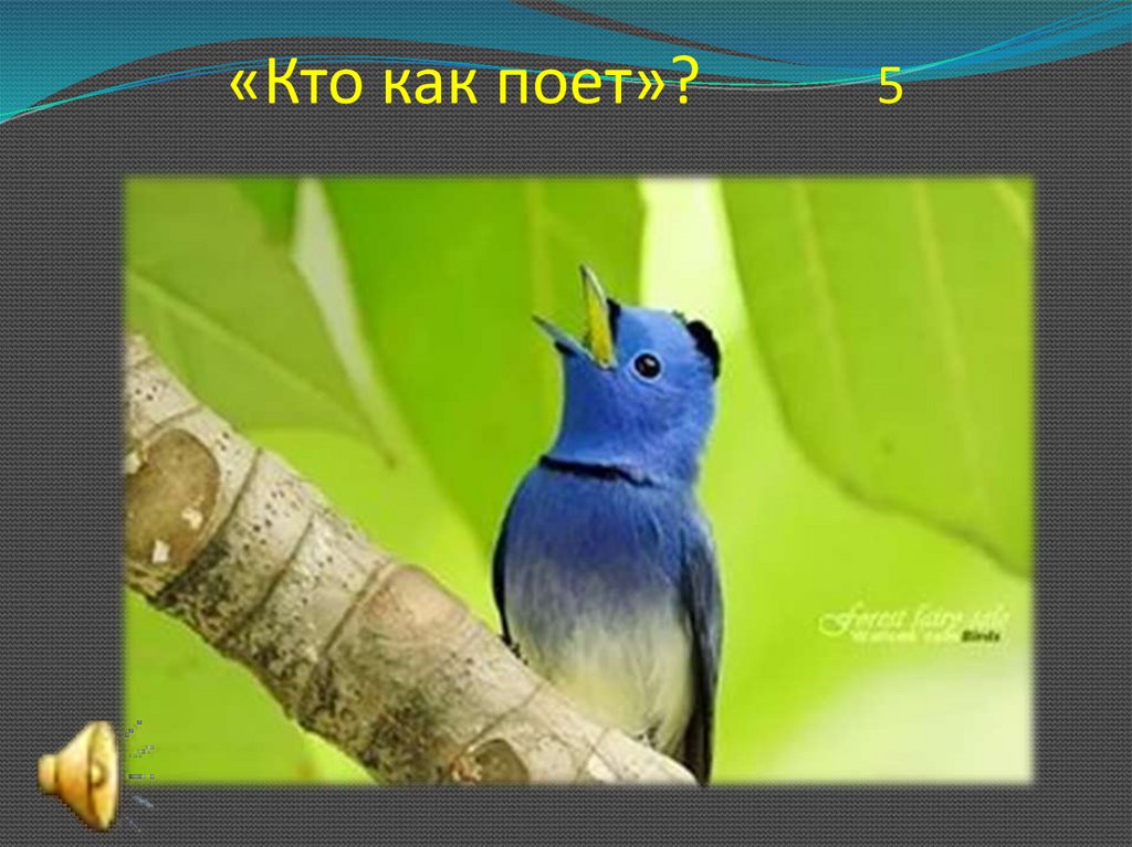 «Кто как поет»? 5
