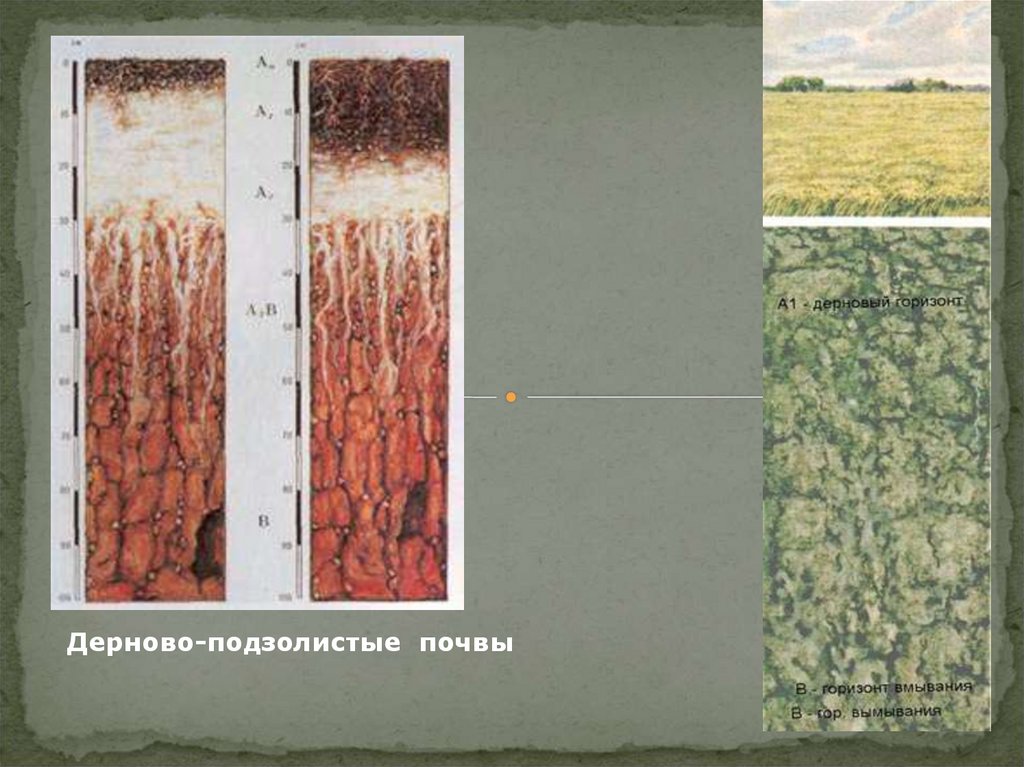 Мощность горизонта дерново подзолистых почв. Дерново-среднеподзолистые почвы. Дерново-сильноподзолистые почвы профиль. Горизонт суглинистых подзолистых почв. Подзолистые и дерново-подзолистые почвы.