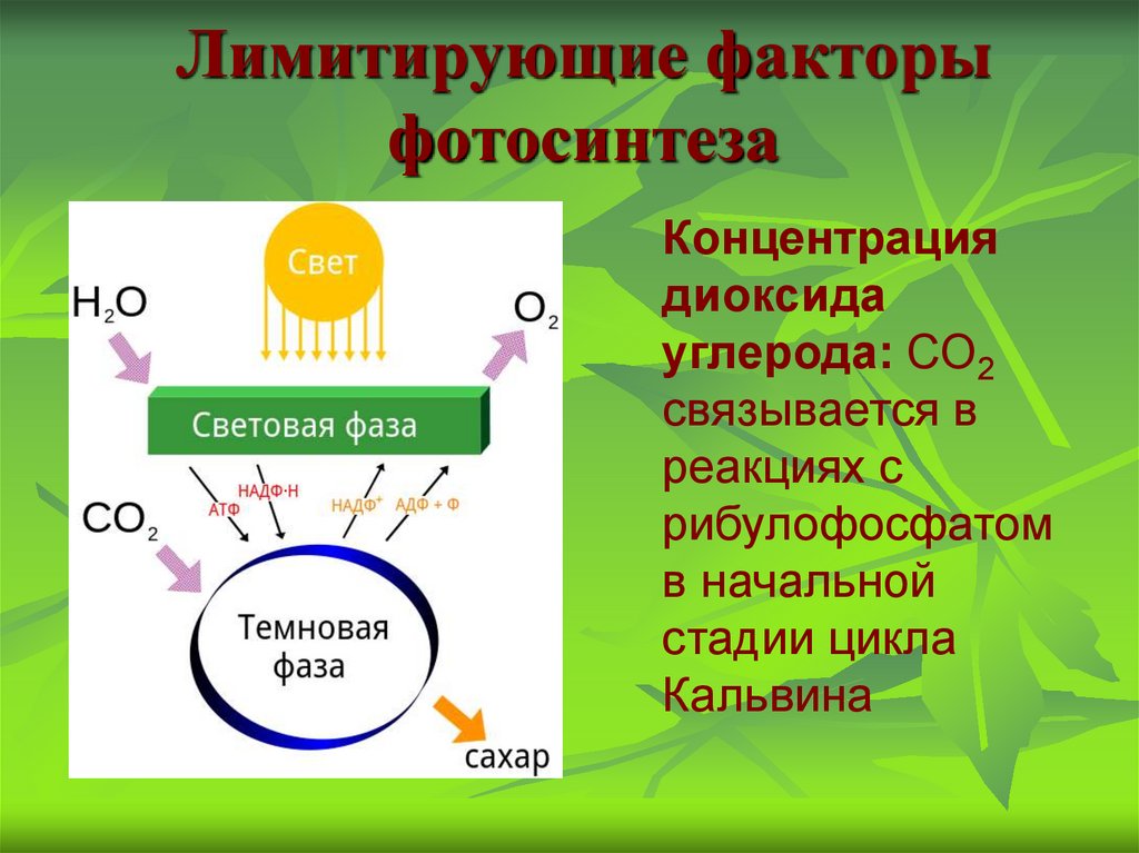 В реакциях фотосинтеза энергия света. Фотосинтез 6 класс биология темновая фаза\. Лимитирующие факторы фотосинтеза. Имитирующие факторы фотосинтеза. Лимитирующие факторы фото.