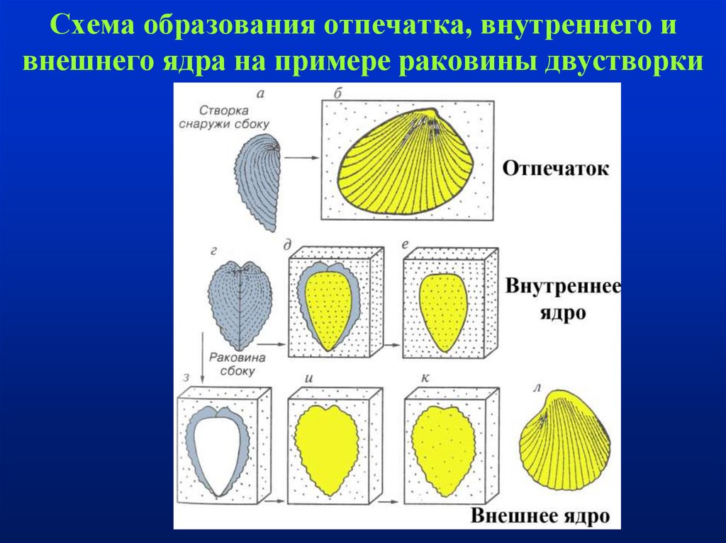 Внешние поверхностные. Формы сохранности. Формы сохранности ископаемых. Формы сохранности живых организмов. Внешнее ядро как форма сохранности.