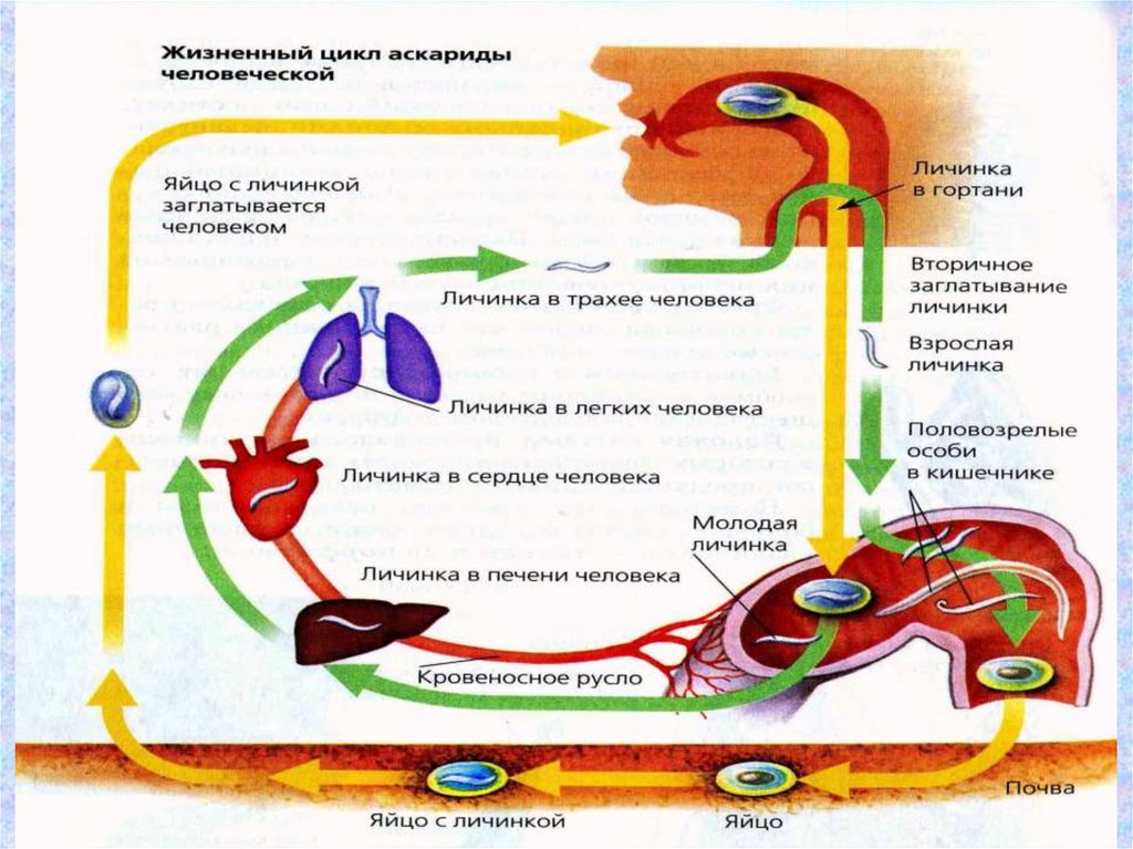 В каких органах личинки аскариды