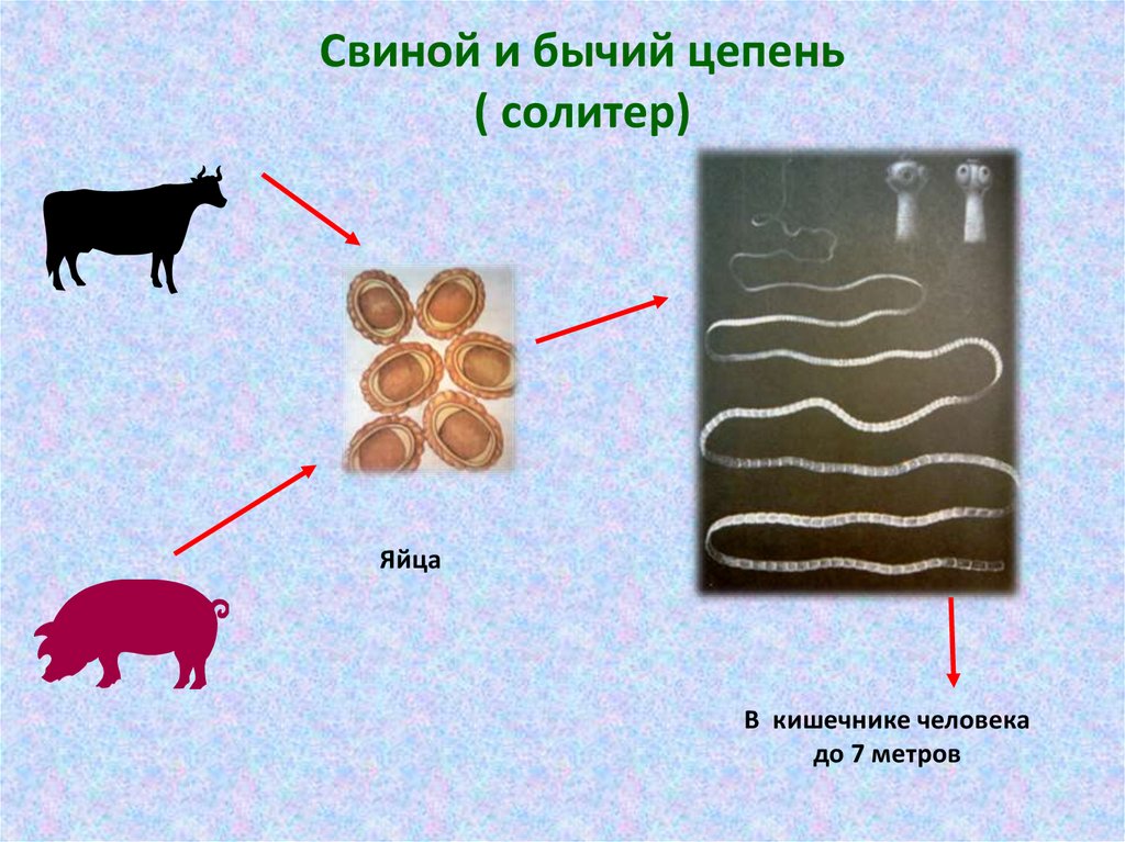 Размеры тела цепней