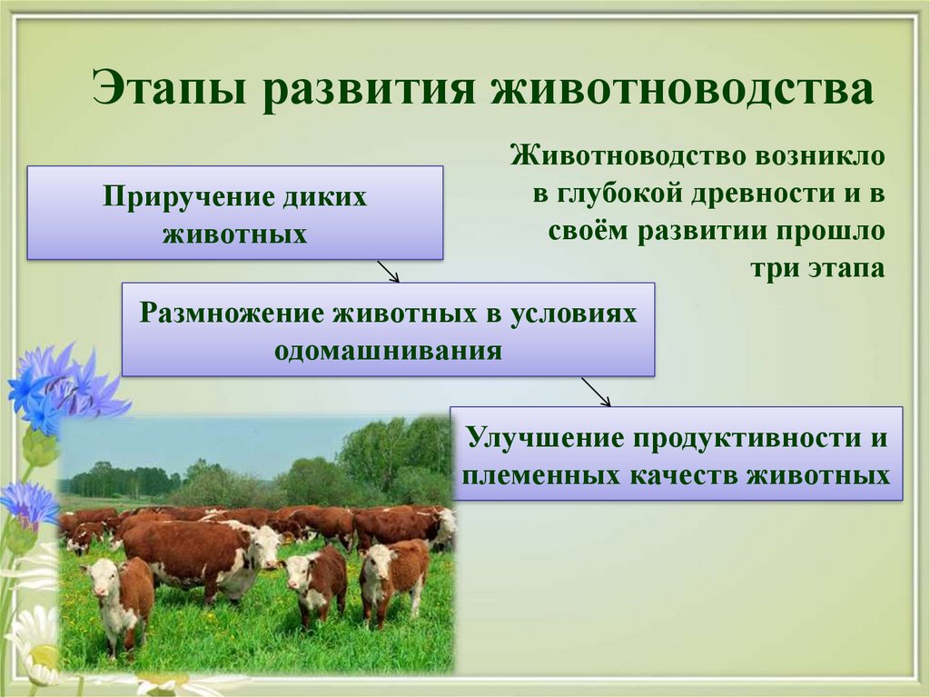 Направления скотоводства. Развитие животноводства. Отрасли животноводства. Основные этапы развития животноводства. Этапы одомашнивания животных.