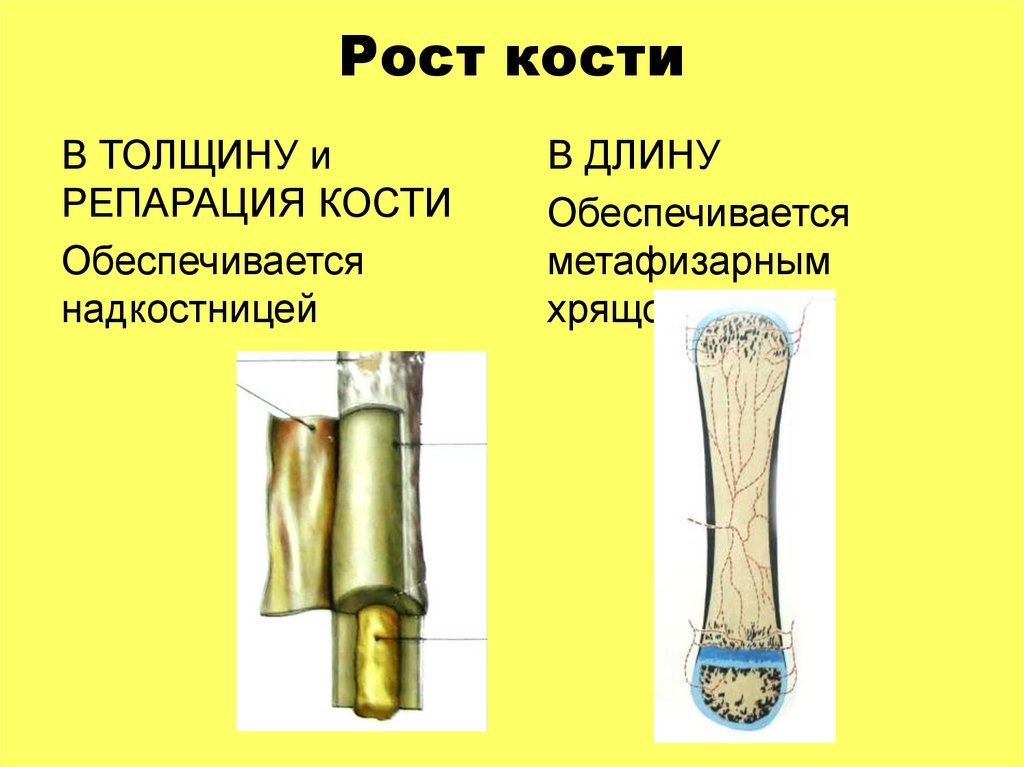 Рост костей в длину осуществляется