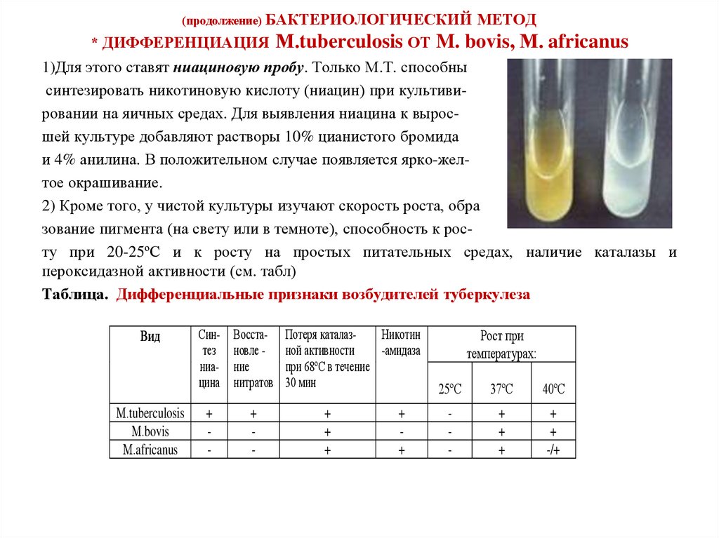 Микобактерии анализ