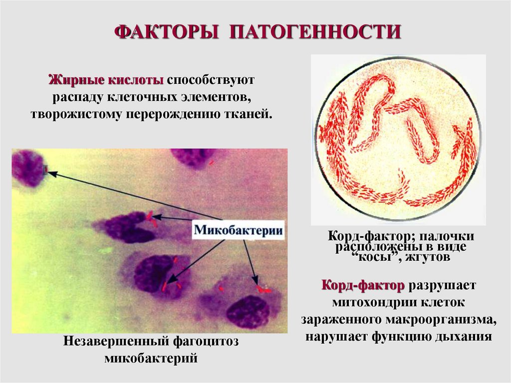 Виды микобактерий