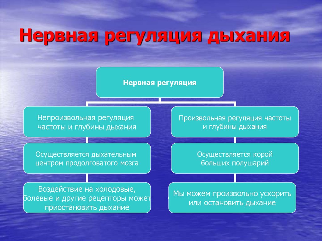 Дыхание презентация 8. Нервная регуляция дыхания.