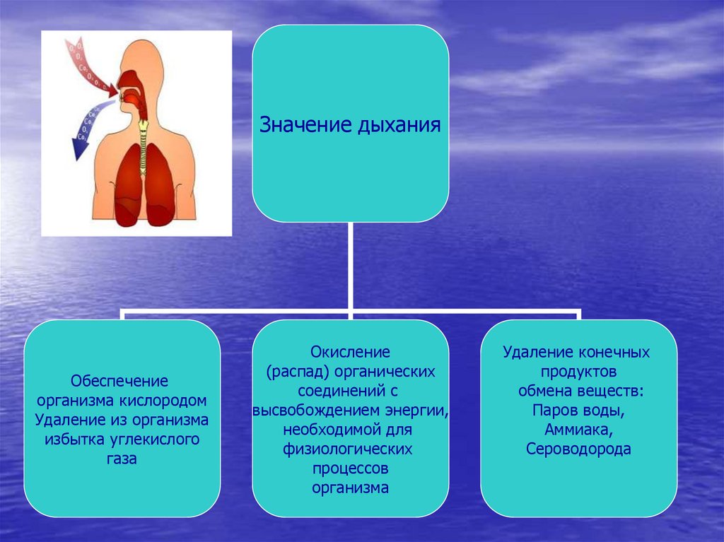 Основные функции дыхания. Дыхательная система человека органы и функции. Значение дыхательной системы человека. Роль дыхания у человека. Важность дыхания.