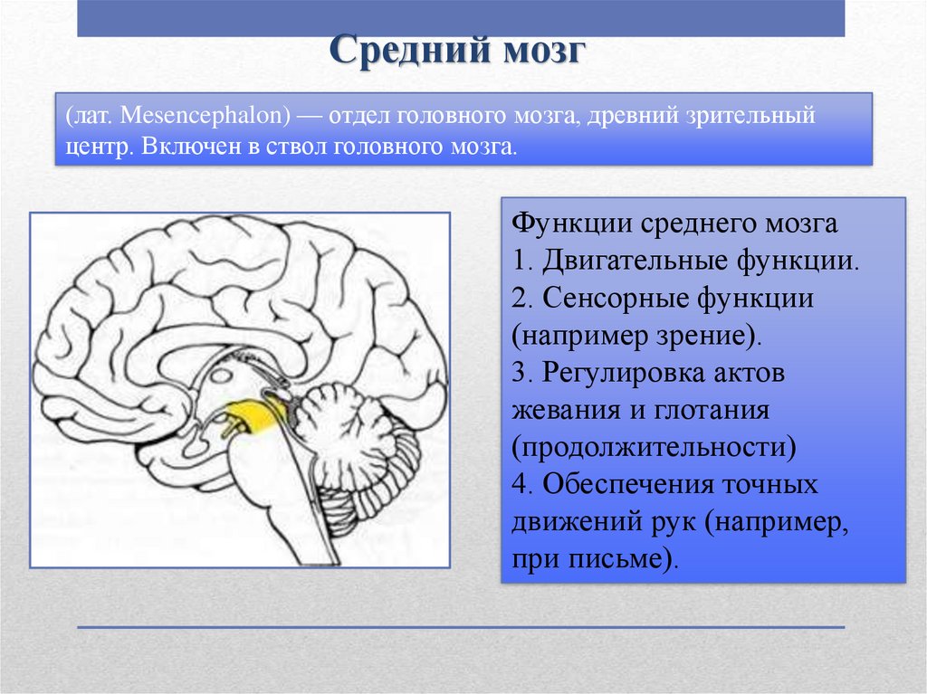 Структура головного мозга включает. Отделы среднего мозга анатомия. Средний отдел мозга функции. Функции среднего мозга анатомия. Строение мозга средний мозг.