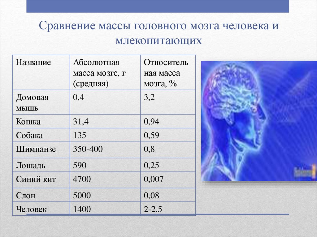 Какой вес мозга человека. Масса головного мозга. Средняя масса головного мозга взрослого человека составляет. Средняя масса головного мозга. График возрастного изменения массы головного мозга человека.