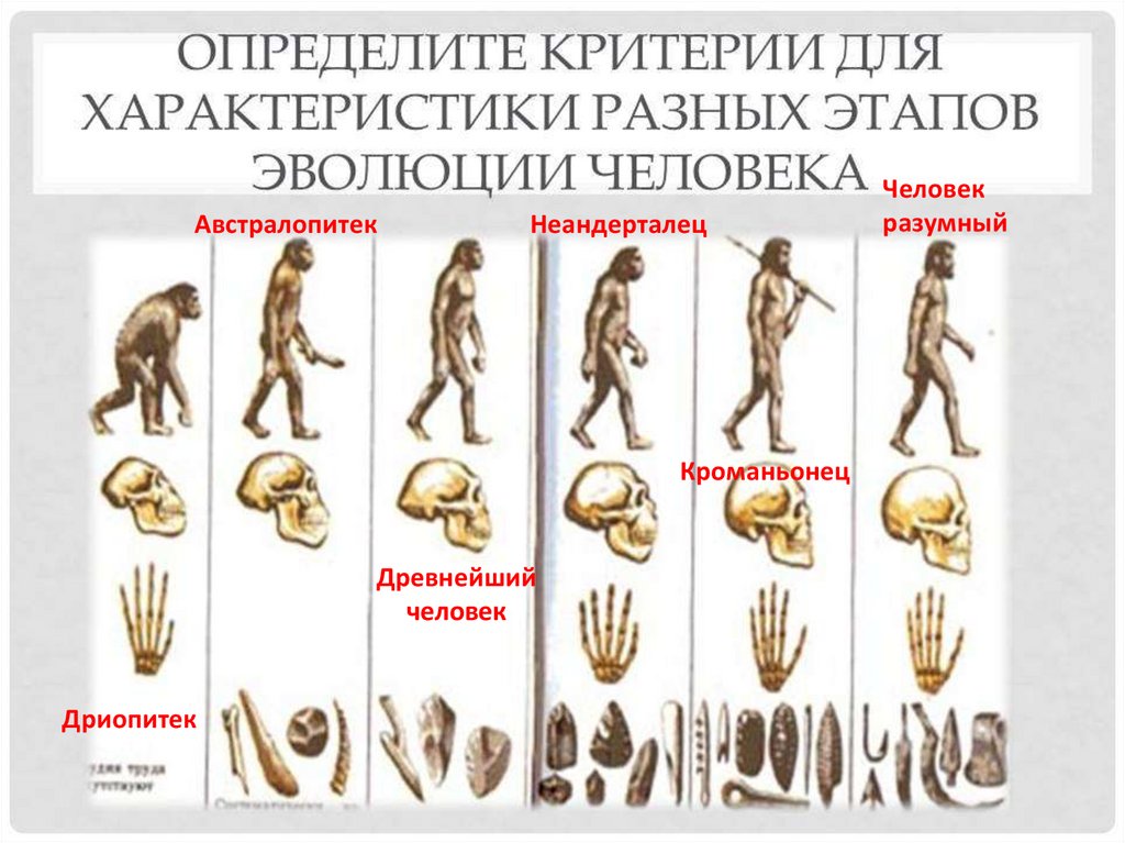 Этапы эволюции человека австралопитек. Эволюция человека неандерталец кроманьонец. Неандерталец кроманьонец таблица. Человек разумный неандерталец и кроманьонец. Кроманьонец и неандерталец и дриопитек.