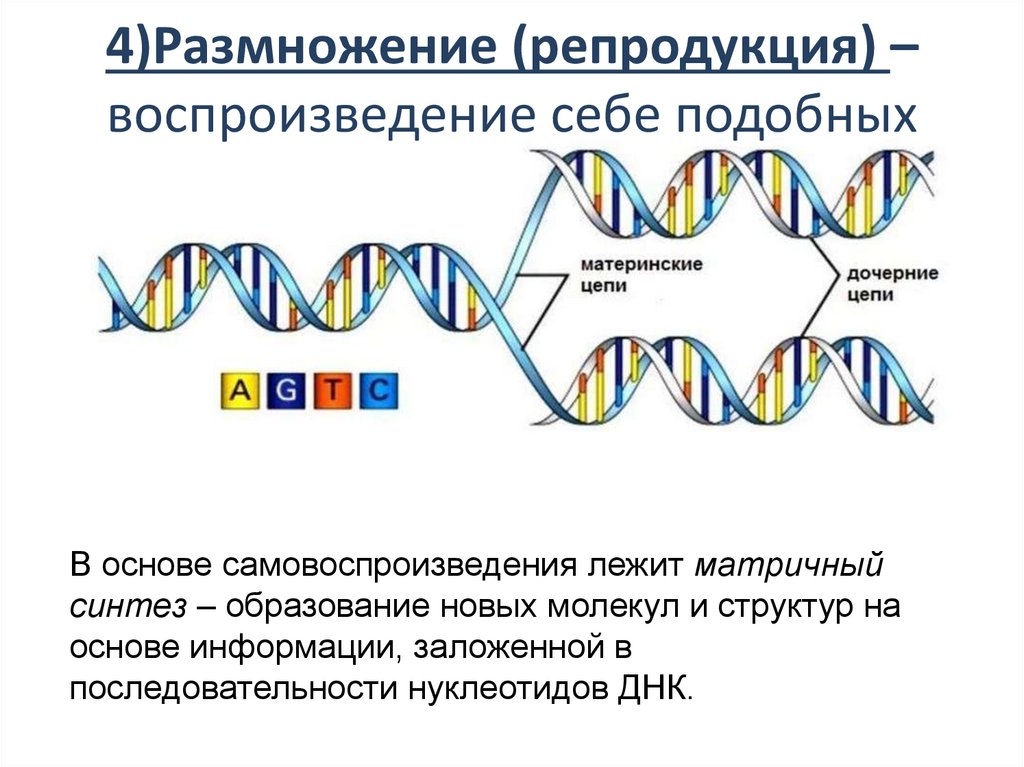 Воспроизведение себе подобных это