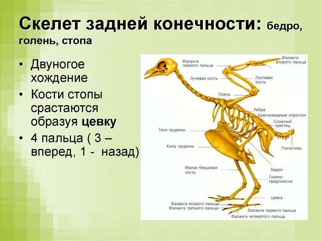Кости пояса задних конечностей у птиц