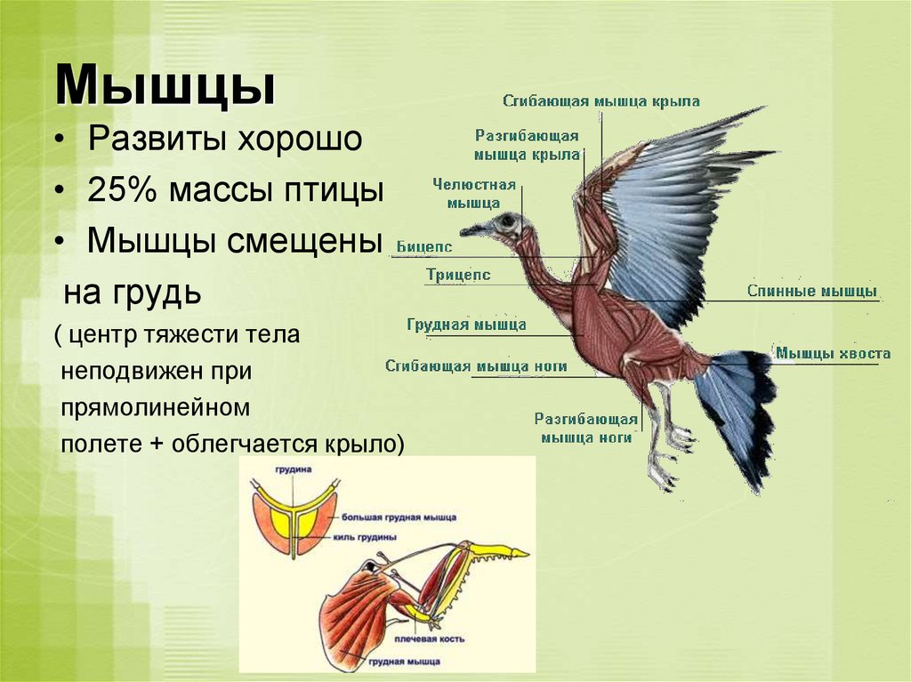 Особенности расположения строения и работы мышц птиц. Опорно двигательная система птиц крыло. Костно мышечная система птиц. Опорно двигательная система птиц мускулатура. Опорно двигательная система птиц мышцы.